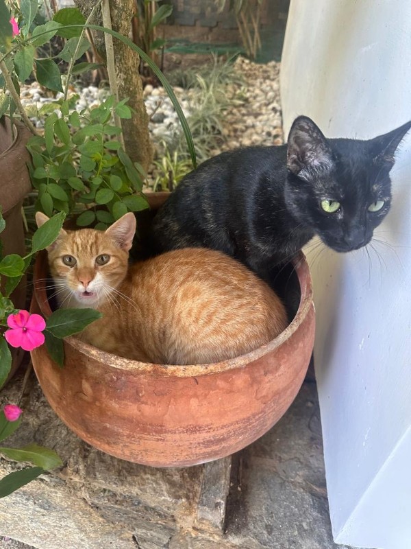 Damodar of the purujit1912 family