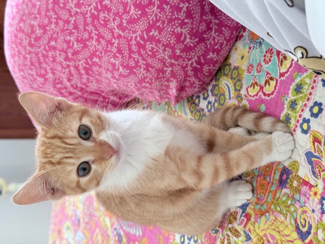 purujit1912 uploaded   178  day/s  ago