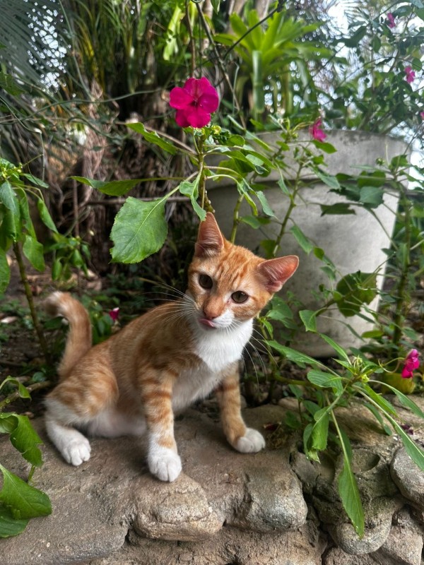 purujit1912 uploaded   71  day/s  ago