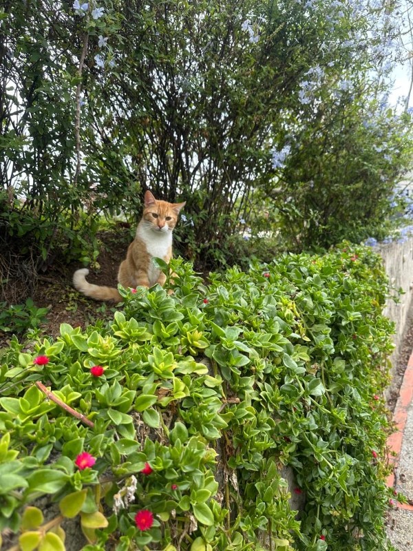 purujit1912 uploaded   8  day/s  ago