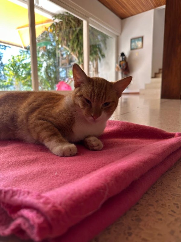 Damodar of the purujit1912 family