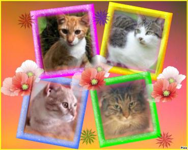 Damodar of the purujit1912 family