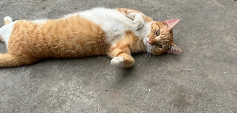 purujit1912 uploaded   33  day/s  ago