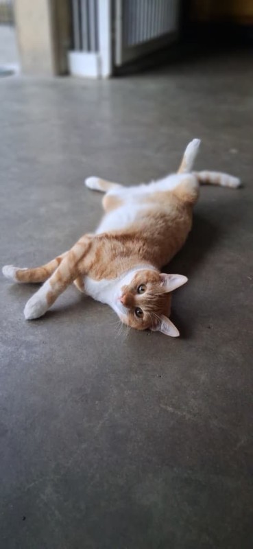 purujit1912 uploaded   41  day/s  ago