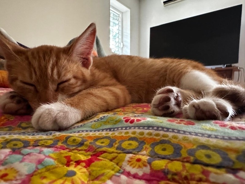 purujit1912 uploaded   178  day/s  ago