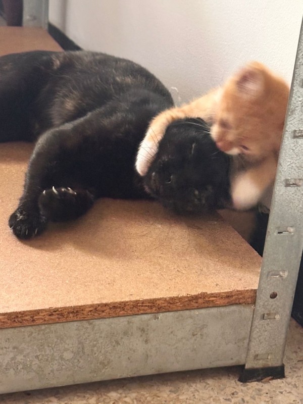 purujit1912 uploaded   198  day/s  ago