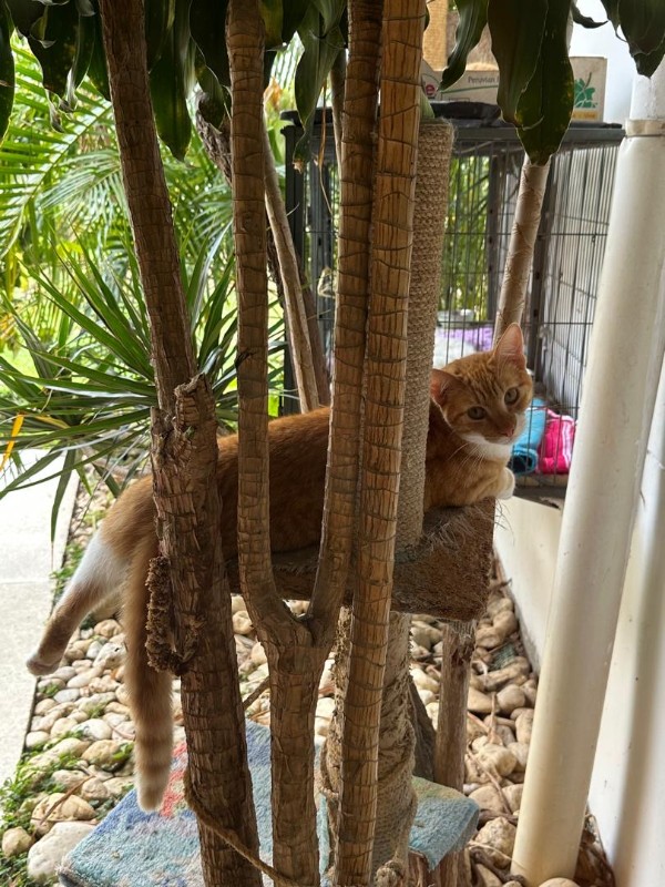 purujit1912 uploaded   8  day/s  ago