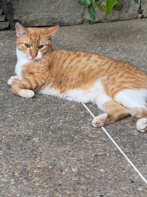 Damodar of the purujit1912 family