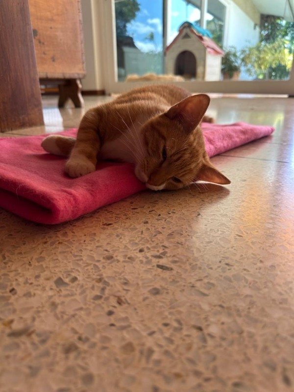 Damodar of the purujit1912 family