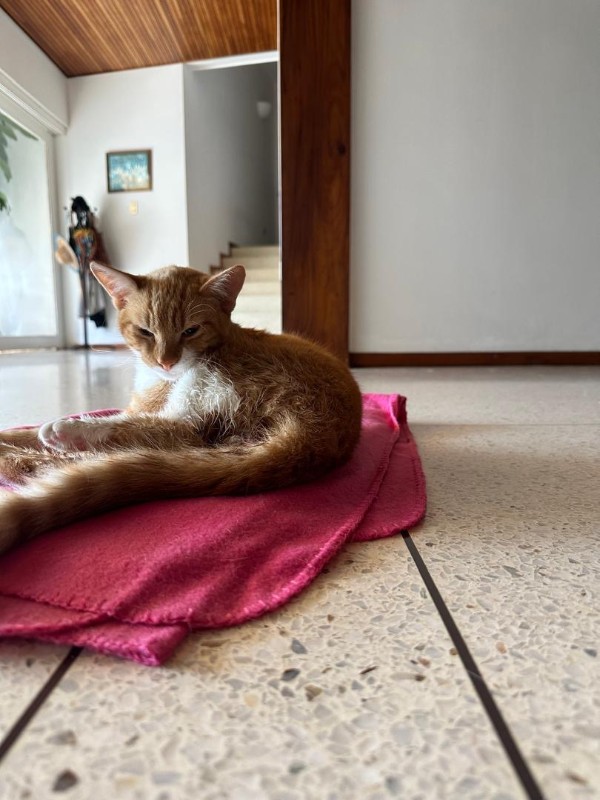 Damodar of the purujit1912 family