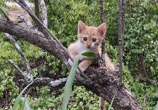 purujit1912 uploaded   198  day/s  ago