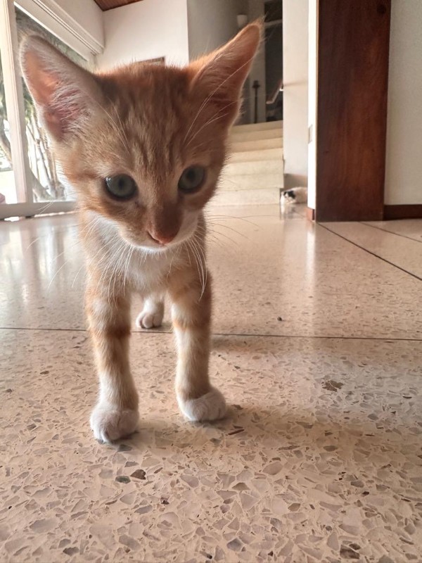 purujit1912 uploaded   197  day/s  ago