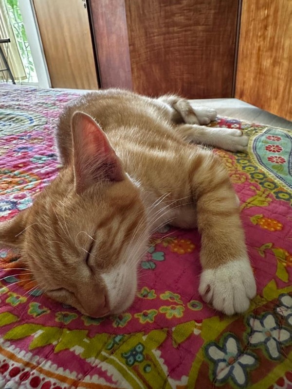 purujit1912 uploaded   178  day/s  ago