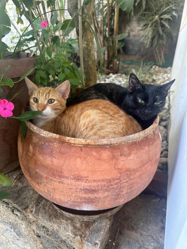 Damodar of the purujit1912 family