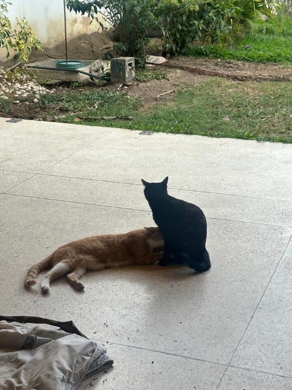 Damodar of the purujit1912 family