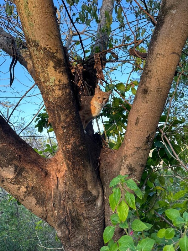 purujit1912 uploaded   41  day/s  ago