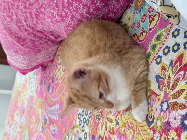 purujit1912 uploaded   178  day/s  ago