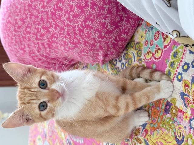 purujit1912 uploaded   178  day/s  ago