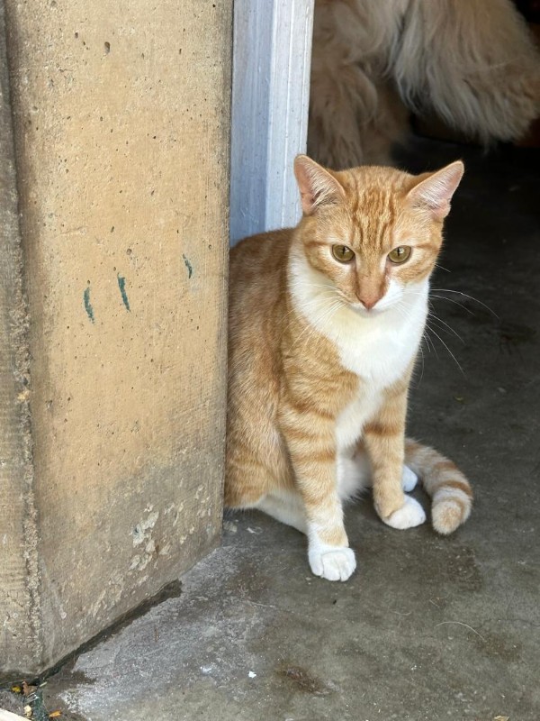 Damodar of the purujit1912 family