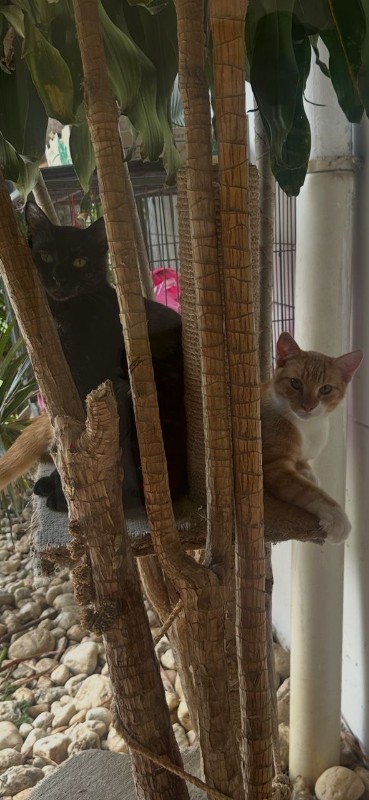 Damodar of the purujit1912 family