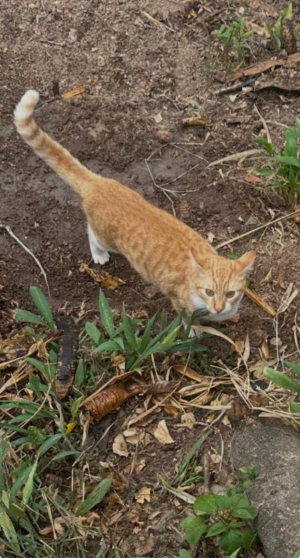 Damodar of the purujit1912 family