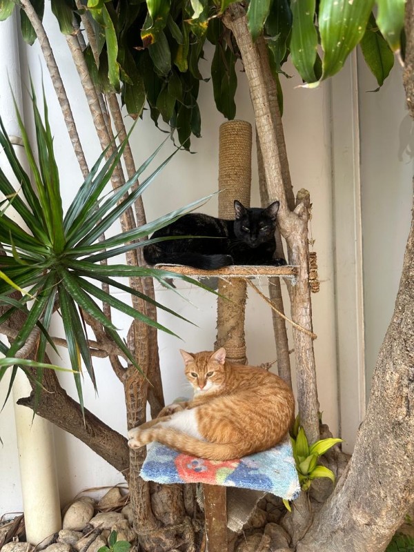 purujit1912 uploaded   1  day/s  ago