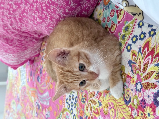 purujit1912 uploaded   178  day/s  ago