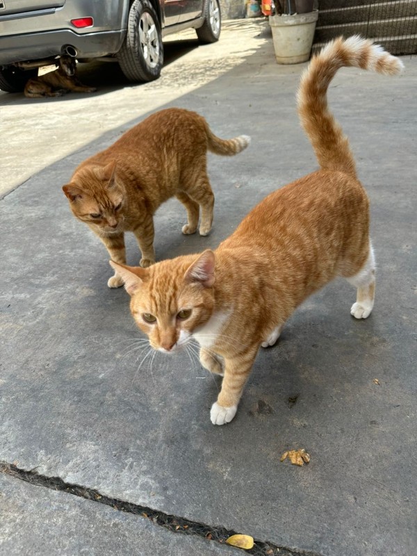 purujit1912 uploaded   53  day/s  ago