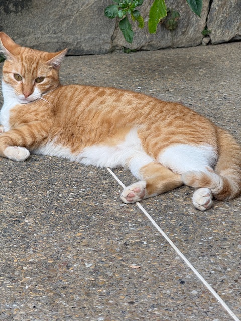 Damodar of the purujit1912 family