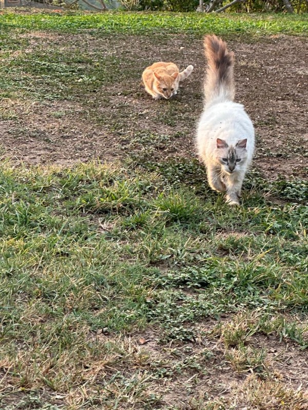 Damodar of the purujit1912 family