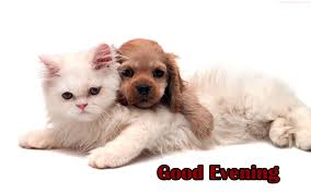 Floyd of the testtest family