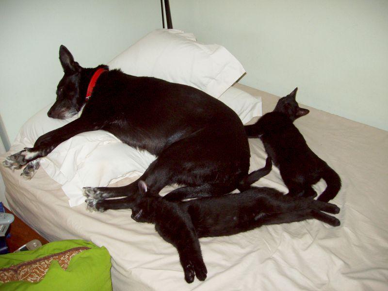 Floyd of the testtest family