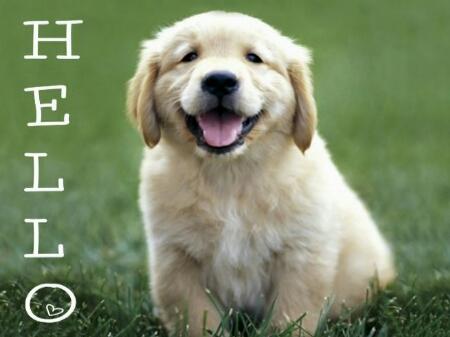 Floyd of the testtest family