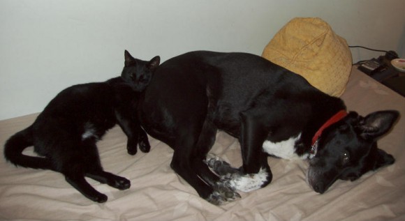 Floyd of the testtest family