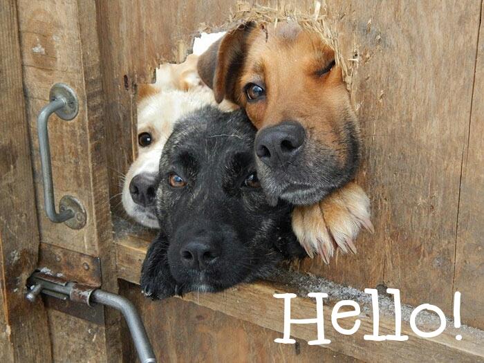 Floyd of the testtest family