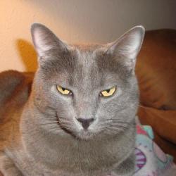 thebugster08 uploaded   227  day/s  ago