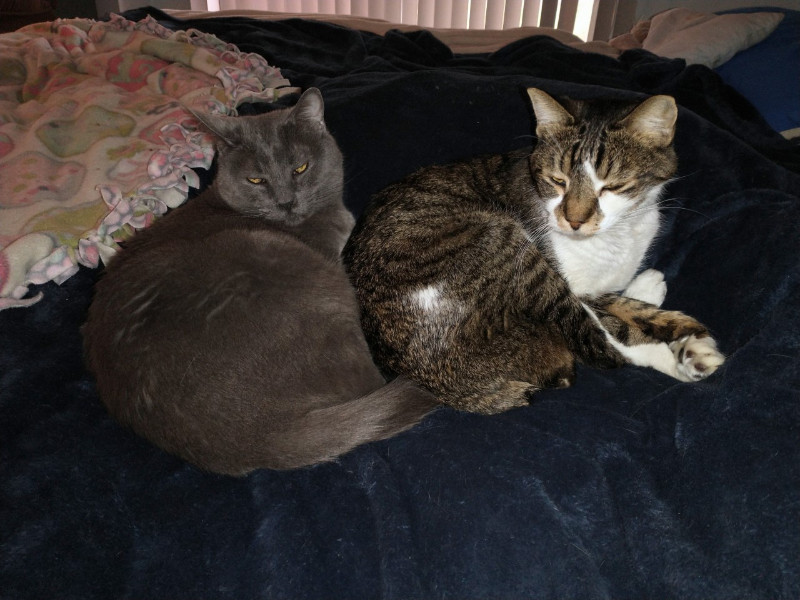 thebugster08 uploaded   207  day/s  ago