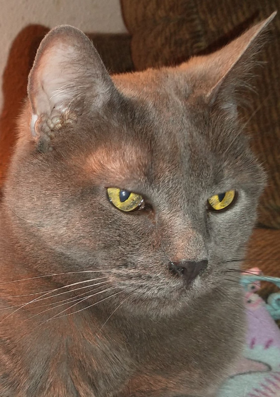 thebugster08 uploaded   207  day/s  ago