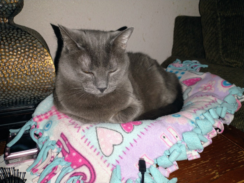 thebugster08 uploaded   207  day/s  ago