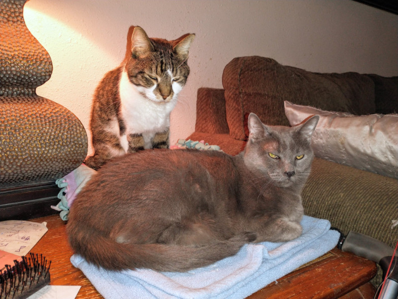 Bugsy of the thebugster08 family