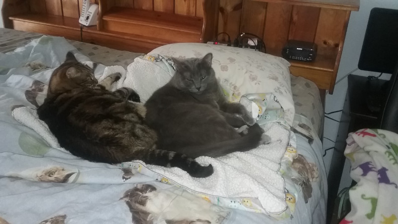 thebugster08 uploaded   207  day/s  ago