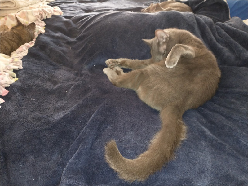 thebugster08 uploaded   207  day/s  ago