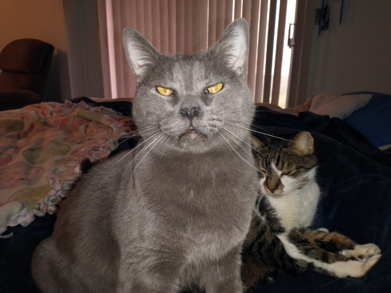 thebugster08 uploaded   207  day/s  ago