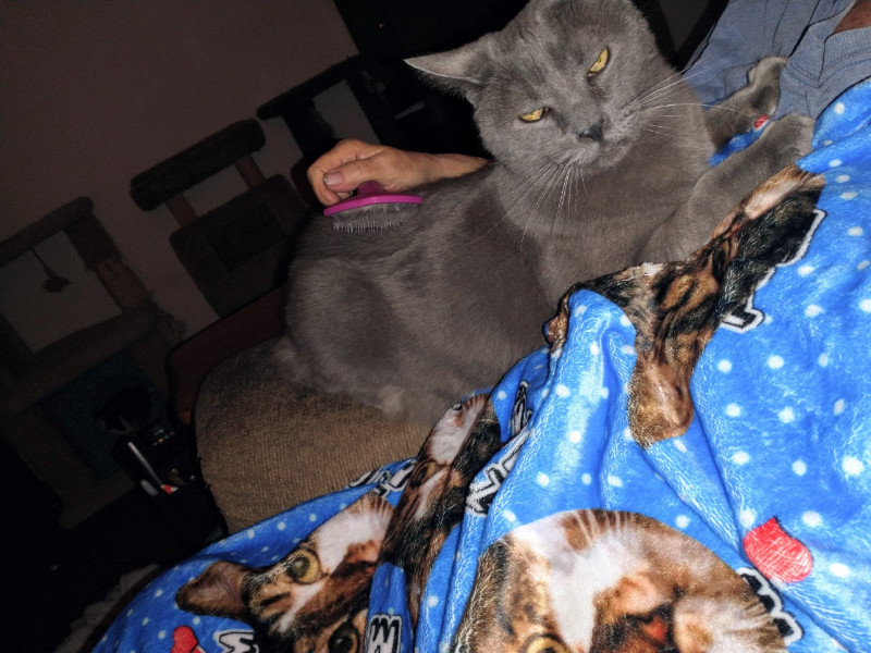 thebugster08 uploaded   207  day/s  ago