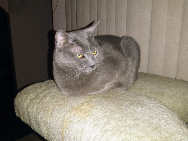 thebugster08 uploaded   207  day/s  ago