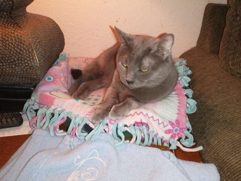 thebugster08 uploaded   207  day/s  ago