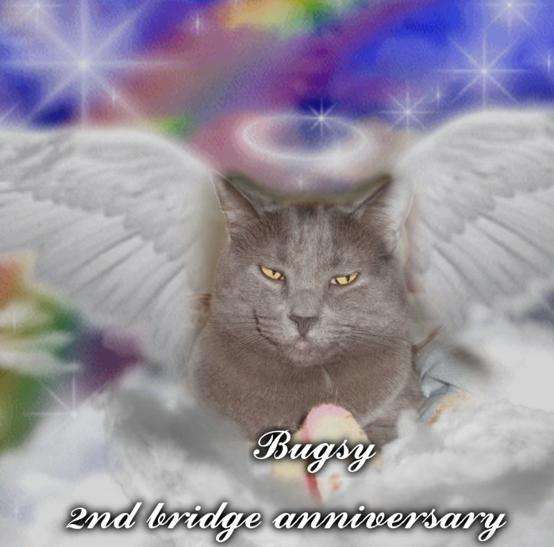 Bugsy of the thebugster08 family