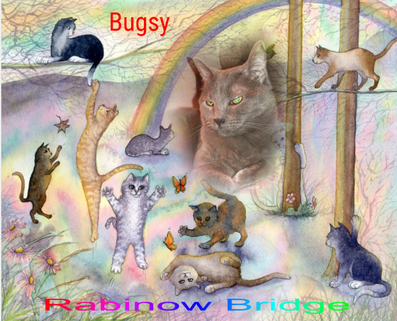 Bugsy of the thebugster08 family