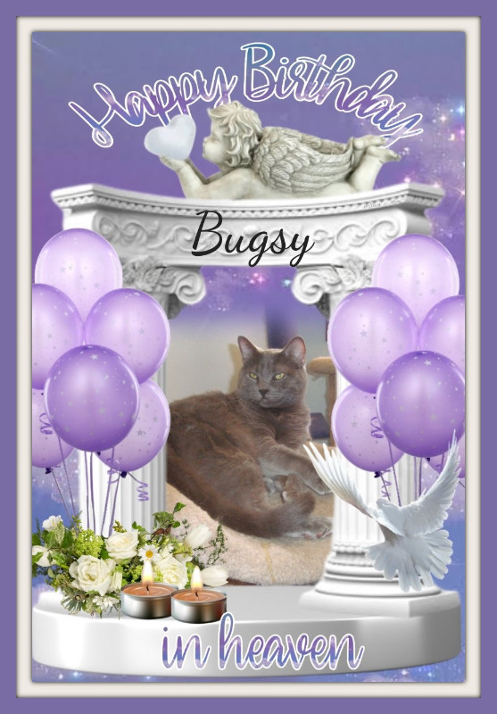 Bugsy of the thebugster08 family