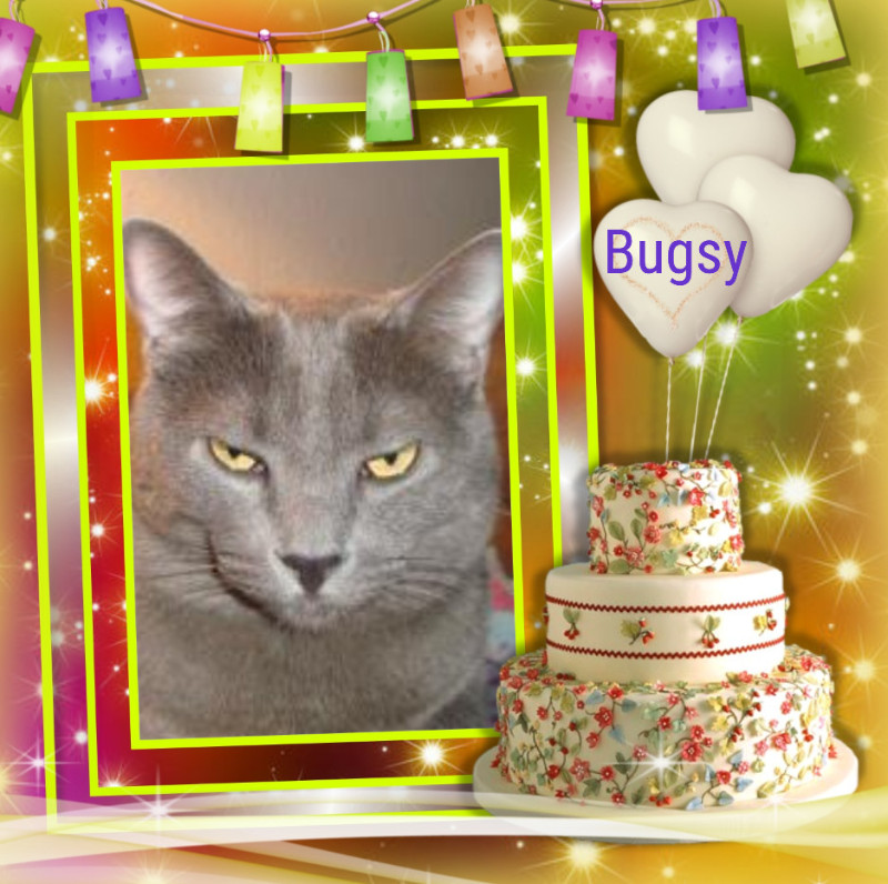 Bugsy of the thebugster08 family